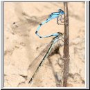 Enallagma cyathigerum - Gemeine Becherjungfer 02.jpg